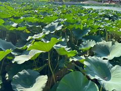 -南戴河国际娱乐中心