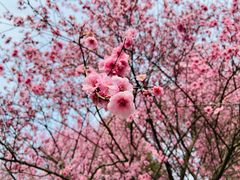 -梅花山(明孝陵内)