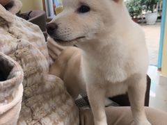 -喜柴咖啡·柴犬狗咖