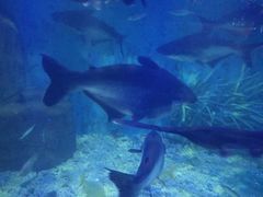 -上海长江河口科技馆