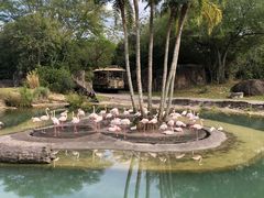 -奥兰多迪士尼动物王国乐园