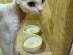 -屋虎猫馆(宝安大仟里店)