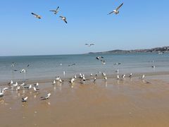 -金海滩海水浴场