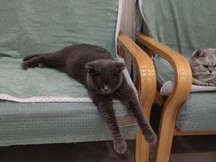 -佳雯宠物医院·皮肤科·内外科(春晓路分院)