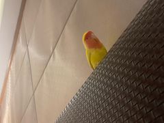 -苏州香山国际大酒店