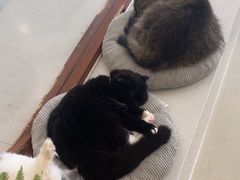 -共舞时光猫咖·狗咖(新街口店)