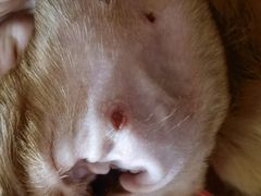 -爱侣宠医·鹦鹉专科·小型哺乳类·异宠专科(灵石路店)