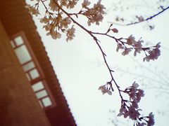 -武汉大学-樱园