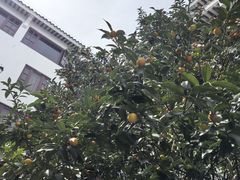 -海天楼中餐厅(吴宫泛太平洋酒店)