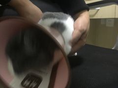 -乐派堂宠物医院·猫友好· 心脏科(东街店)