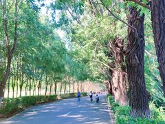 -长白岛森林公园