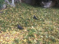 -舜耕山庄四时万和自助餐厅