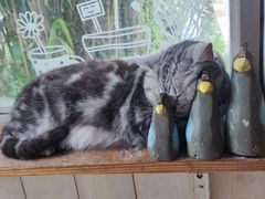 -海边的猫和咖啡馆