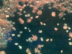 -珠海长隆海洋王国