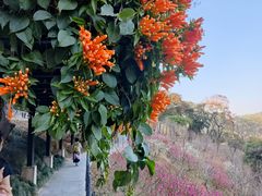 -桃花涧