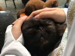 -more than meow吴止猫主题餐厅(承德 中船汇店)