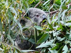 -费瑟代尔野生动物园