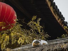 -龙华素斋(龙华路店)