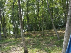 -蒲河岛湿地公园