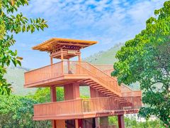 -银湖山郊野公园-相思林