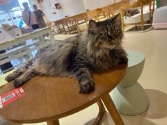 -藏猫猫咖啡主题馆(中央大道店)