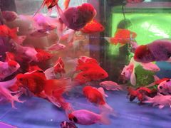 -双季花艺园艺市场(浦东店)