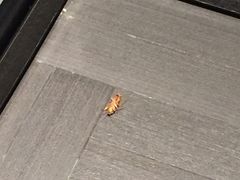 -深圳四季酒店·馥自助餐厅