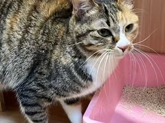 -博特宠物医院24h犬猫全科.骨科·异宠