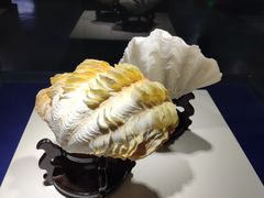 -贝壳王国博物馆