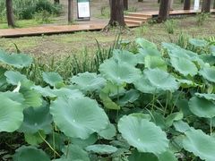 -东郊湿地公园
