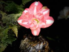 -深圳市中科院仙湖植物园