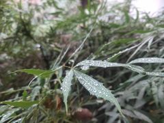 -杭州植物园