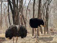 -北京野生动物园