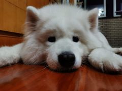 -PETKIT小佩宠物(古北店)