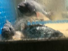 -码头鲜精致威海菜(欧乐坊店)