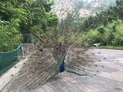 -西霞口神雕山野生动物世界