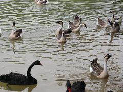 -广州白江湖森林公园