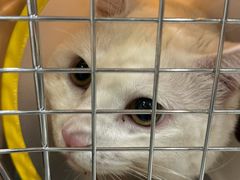 -四月宠物医院·猫专科·心脏专科·内科(转塘店)