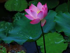 -荔湾湖公园