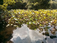 -荔湾湖公园