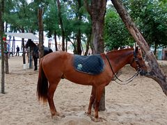 -玫瑰海岸文化旅游度假区