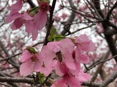 -天适樱花悠乐园