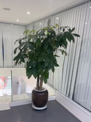 点击看大图 -木子美学