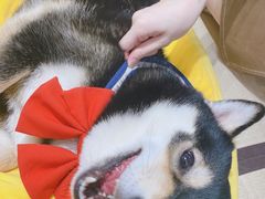 -逗柴咖啡屋·狗咖猫咖宠物桌游