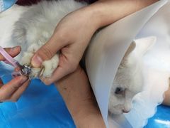 -纳吉亚猫专科动物诊疗中心(蒋宅口分院)