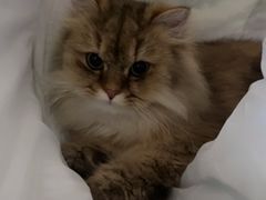 -猫大福·Fortune Cat猫舍(百子湾店)