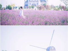-荷兰花海