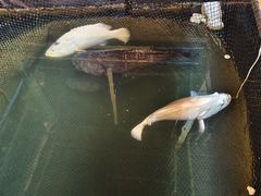 -蓝湾碧波·老字号·疍家非遗海上餐厅
