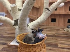 -袖虎·猫馆(体育西路店)