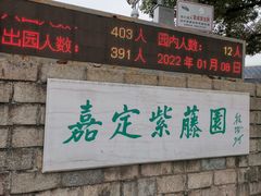 -嘉定紫藤园